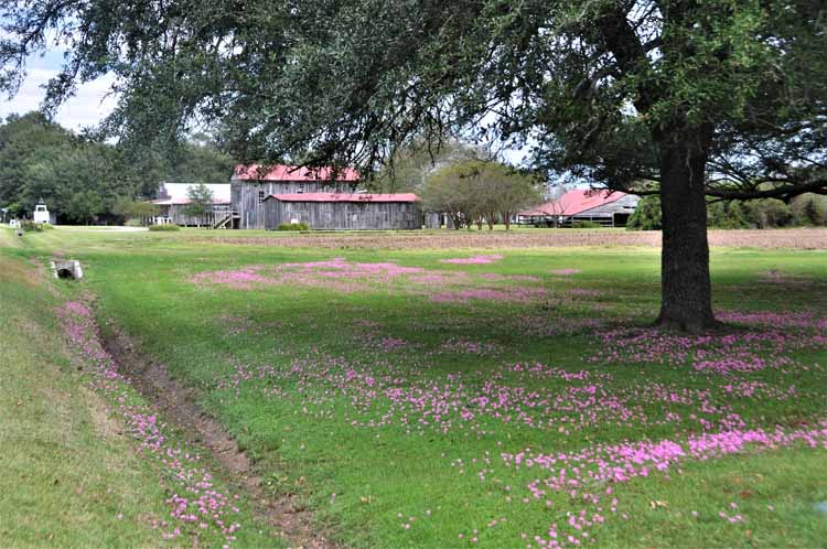 ancient mound site